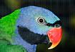Portrait of male Derbyan Parakeet. Captive.