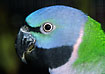 Photo ofDerbyan Parakeet (Psittacula derbiana). Photographer: 