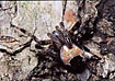 Female of the spider Araneus marmoreus.