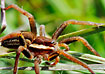 Female Raft Spider.