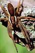 Female Raft Spider.