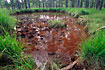 Waterhole used by Wild Boar.