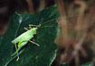 Female Oak Bush Cricket.