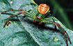 Foto af Grn Krabbeedderkop (Diaea dorsata). Fotograf: 