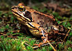 Common Frog.