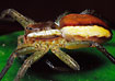Photo ofRaft Spider (Dolomedes fimbriatus). Photographer: 