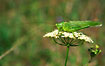 Male Great Green Bush-cricket.