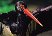 Black Stork that has just bathed. Captive.