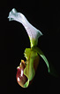 Flower of a Paphiopedilum hybrid. Cultivated.