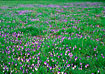 Field with many Wild Pansy.