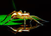 Raft Spider. Photographed in akvarium.