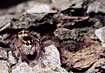 Photo of (Pellenes tripunctatus). Photographer: 