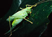 Female Oak Bush-cricket. 