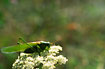 Male Great Green Bush-cricket.