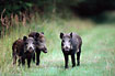 Photo ofWild boar (Sus scrofa). Photographer: 