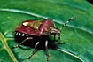 The true bug Dolycoris baccarum