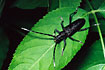 A Longhorn Beetle.