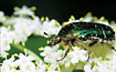 The beetle Cetonia cuprea on Elder flowers.