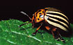 Foto af Coloradobille (Leptinotarsa decemlineata). Fotograf: 