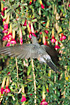 Photo ofGiant Hummingbird (Patagona gigas). Photographer: 