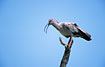 Foto af Blygr Ibis (Theristicus caerulescens). Fotograf: 