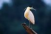 Photo ofCapped Heron (Pilherodius pileatus). Photographer: 