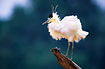 Photo ofCapped Heron (Pilherodius pileatus). Photographer: 