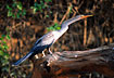Foto af Amerikansk slangehalsfugl (Anhinga anhinga anhinga). Fotograf: 