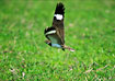 Photo ofNacunda Nighthawk (Podager nacunda nacunda). Photographer: 