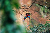 Green-winged Macaw in their nest in a cliff in the rainforest.
