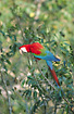 Green-winged Macaw on the breeding ground in the rainforest.