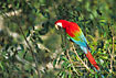 Green-winged Macaw on the breeding ground in the rainforest.