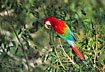 Photo ofGreen-winged Macaw (Ara chloroptera). Photographer: 