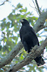 Photo ofGreat Black-Hawk (Buteogallus urubitinga urubitinga). Photographer: 