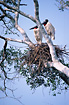 Jabirus in their nest.
