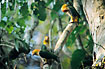 Photo ofWhite-bellied Parrot (Pionites leucogaster xanthomeria). Photographer: 