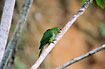 White-eyed Parakeet on the breeding ground where they nested in holes in the cliff.