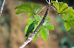 Photo ofWhite-eyed Parakeet (Aratinga leucophthalmus callogenys). Photographer: 