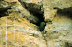 White-eyed Parakeet on the breeding ground where they nested in holes in the cliff.