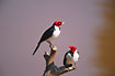 Foto af Brunstrubet Kardinal (Paroaria gularis gularis). Fotograf: 