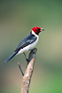 Foto af Brunstrubet Kardinal (Paroaria gularis gularis). Fotograf: 