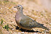 Photo ofEared Dove (Zenaida auriculata). Photographer: 