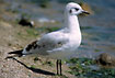 Andean Gull. Non-breeding.
