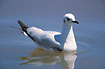 Photo ofAndean Gull (Larus serranus). Photographer: 