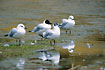 Andean Gull. Breeding with black head and non-breeding.