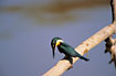 Photo ofGreen-and-rufous Kingfisher (Chloroceryle inda). Photographer: 