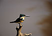 Photo ofGreen-and-rufous Kingfisher (Chloroceryle inda). Photographer: 