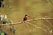 Green-and-rufous Kingfisher, male.