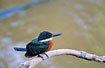 Green-and-rufous Kingfisher, male.