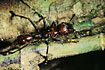 Photo ofBullet Ant (Paraponera clavata). Photographer: 